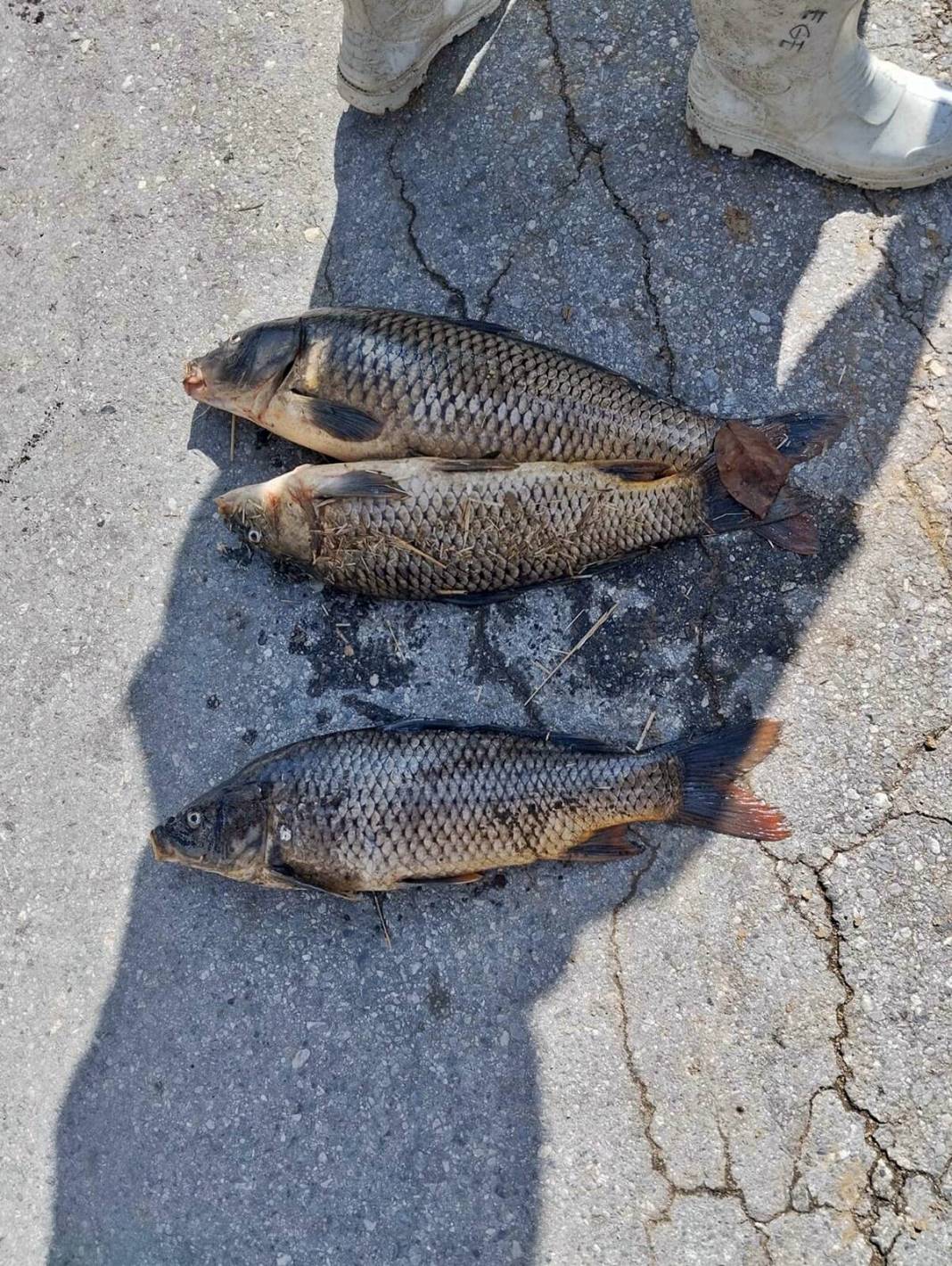 O kentte korkunç manzara: Maske ve eldivenle kamyonete yüklediler! Mahalleli endişeli: Daha önce böyle bir şey yaşamadık 15